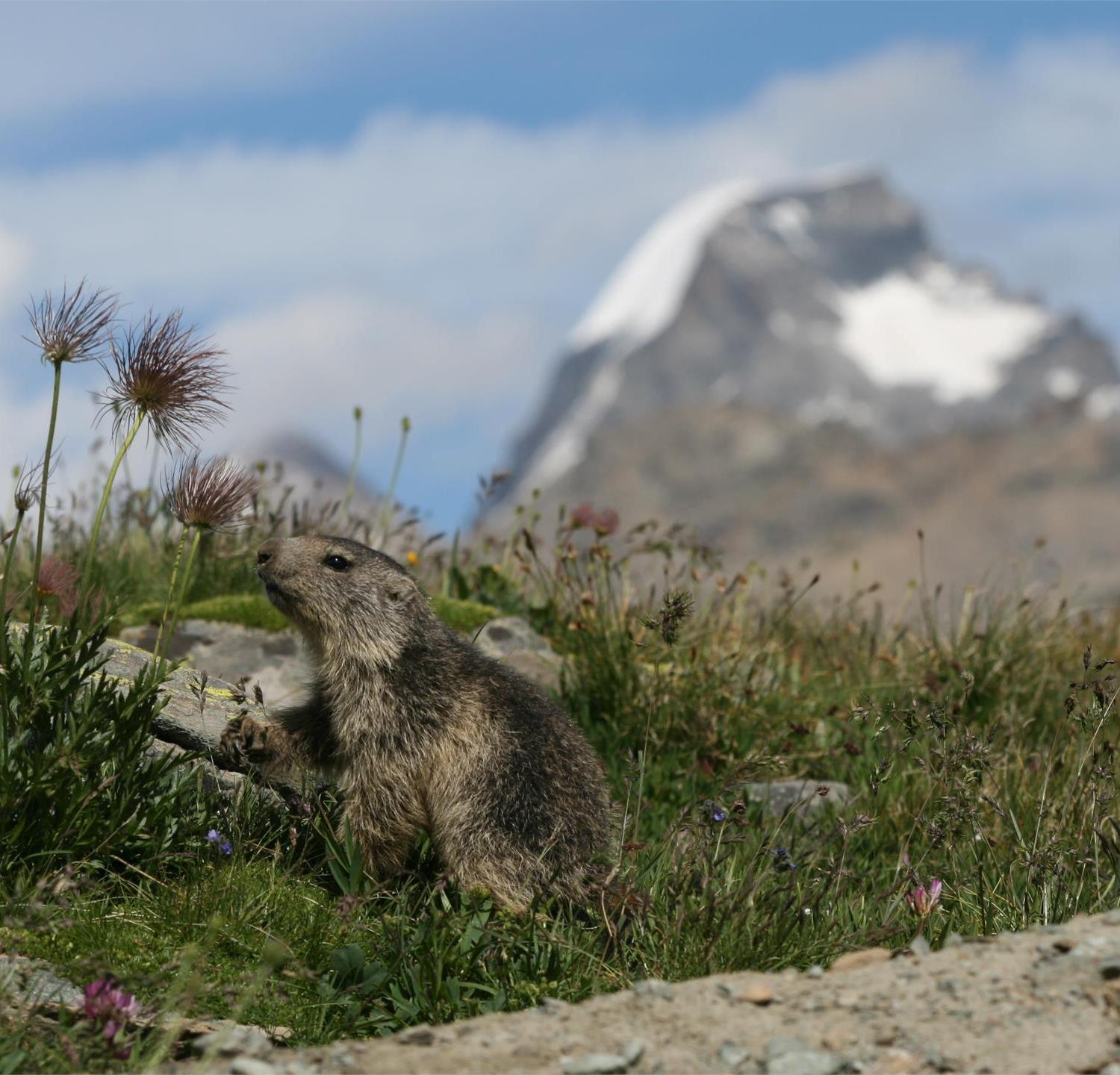 Foto per Alla scoperta delle marmotte