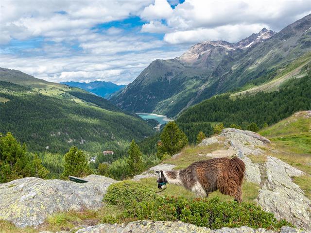 Foto für Guide the Lama – Ganztagestrekkingtour - für geübte Wanderer