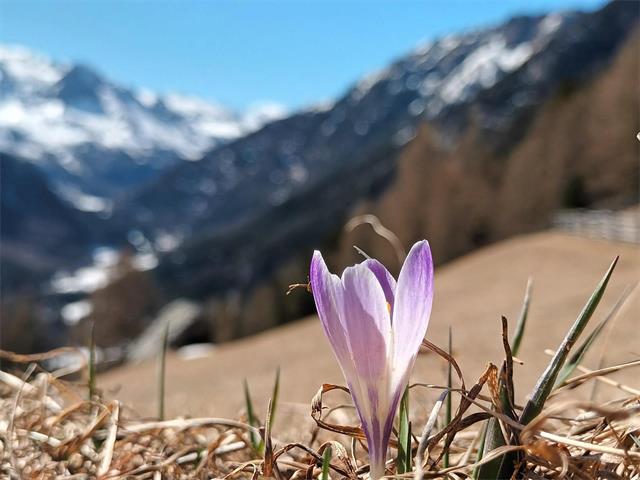Foto für Frühlingswanderung im Nationalpark Stilfserjoch